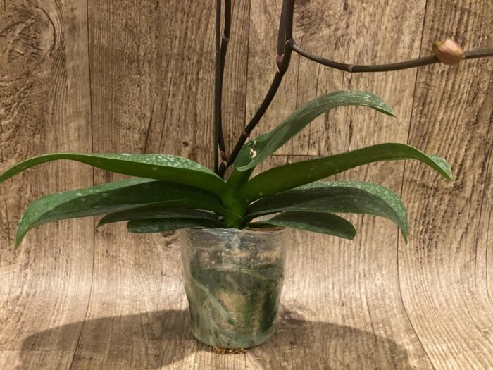 Triple Spikes Phalaenopsis Ben Yu Coral Lady (4.5" pot) - Image 9