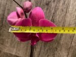 Tall Spike Phalaenopsis Asian Coral ‘Dark Red’ (4.5” Pot) - Image 3