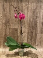 Tall Spike Phalaenopsis Asian Coral ‘Dark Red’ (4.5” Pot) - Image 4