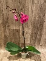 Tall Spike Phalaenopsis Asian Coral ‘Dark Red’ (4.5” Pot) - Image 5