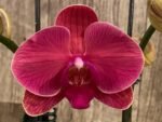 Double Spikes Phalaenopsis Asian Coral (4.5" pot) - Image 2