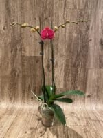 Double Spikes Phalaenopsis Asian Coral (4.5" pot) - Image 3