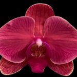 Double Spikes Phalaenopsis Asian Coral (4.5" pot)