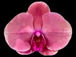 Triple Spikes Phalaenopsis Ben Yu Coral Lady (4.5" pot)