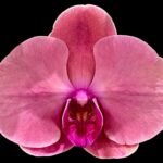 Triple Spikes Phalaenopsis Ben Yu Coral Lady (4.5" pot)