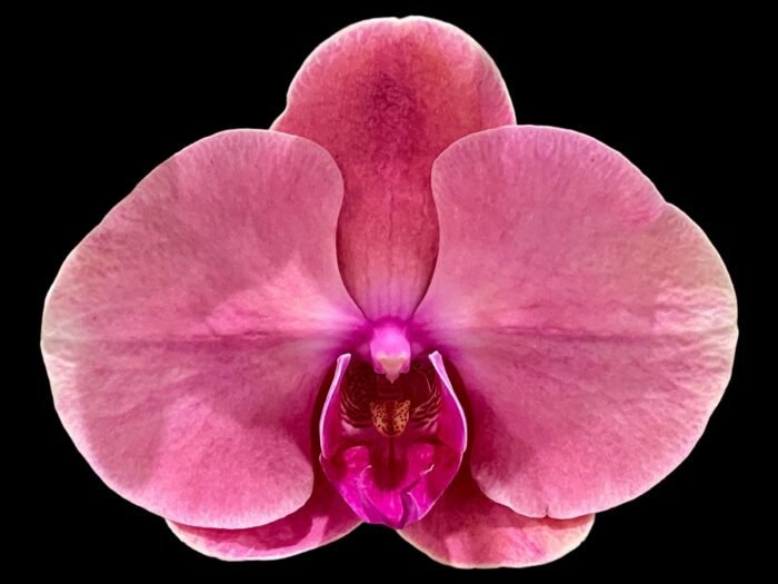 Triple Spikes Phalaenopsis Ben Yu Coral Lady (4.5" pot) - Image 1