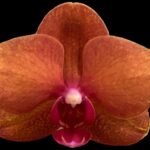 In Spike Phalaenopsis Surf Song (4.5” Pot)