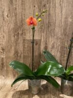 In Spike Phalaenopsis Surf Song (4.5” Pot) - Image 6