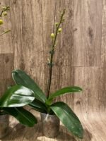 In Spike Phalaenopsis Surf Song (4.5” Pot) - Image 7