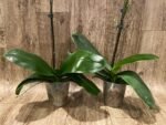 In Spike Phalaenopsis Surf Song (4.5” Pot) - Image 8