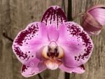 Tall Spikes Phalaenopsis Lianher Happy Dancer (4.5” Pot) - Image 2