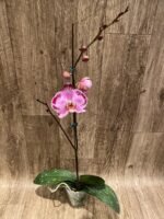 Tall Spikes Phalaenopsis Lianher Happy Dancer (4.5” Pot) - Image 4