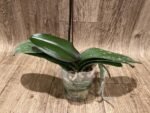 Tall Spikes Phalaenopsis Lianher Happy Dancer (4.5” Pot) - Image 6