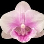 Multi Spikes Phalaenopsis New Hybrid ‘Unregistered Name’ (4.5" pot)