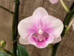 Multi Spikes Phalaenopsis New Hybrid ‘Unregistered Name’ (4.5" pot) - Image 2