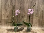 Multi Spikes Phalaenopsis New Hybrid ‘Unregistered Name’ (4.5" pot) - Image 6