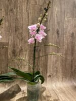 Multi Spikes Phalaenopsis New Hybrid ‘Unregistered Name’ (4.5" pot) - Image 10