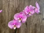 Tall Double Spikes Phalaenopsis Taisuco Anna (4.5” Pot) - Image 3