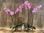 Tall Double Spikes Phalaenopsis Taisuco Anna (4.5” Pot) - Image 5