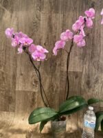 Tall Double Spikes Phalaenopsis Taisuco Anna (4.5” Pot) - Image 6