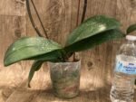 Tall Double Spikes Phalaenopsis Taisuco Anna (4.5” Pot) - Image 8