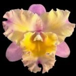 In Sheath Fragrant Blc. Momilani Rainbow 'Elizabeth Off’ (Cattleya Mari's Song × Rhyncattleanthe Orange Nuggett) (3.5 pot)