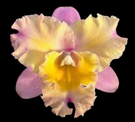 In Sheath Fragrant Blc. Momilani Rainbow 'Elizabeth Off’ (Cattleya Mari's Song × Rhyncattleanthe Orange Nuggett) (3.5 pot)