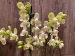 Double Spikes Phalaenopsis Taida Smile "Peloric" (4.5" pot) - Image 6