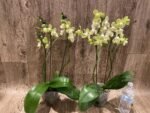 Double Spikes Phalaenopsis Taida Smile "Peloric" (4.5" pot) - Image 8