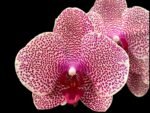 Double Spike Phalaenopsis I-Hsin Seasame (4.5" pot)