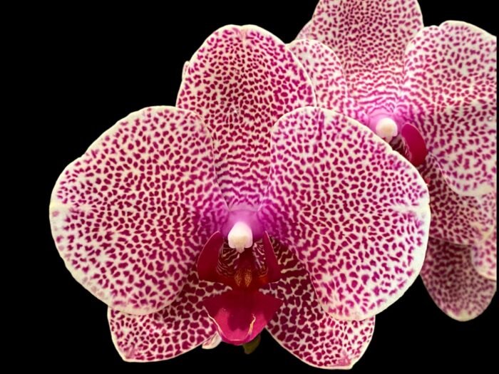 Double Spike Phalaenopsis I-Hsin Seasame (4.5" pot) - Image 1