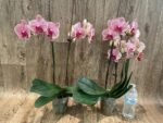Double Spike Phalaenopsis I-Hsin Seasame (4.5" pot) - Image 5