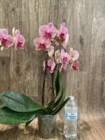 Double Spike Phalaenopsis I-Hsin Seasame (4.5" pot) - Image 6