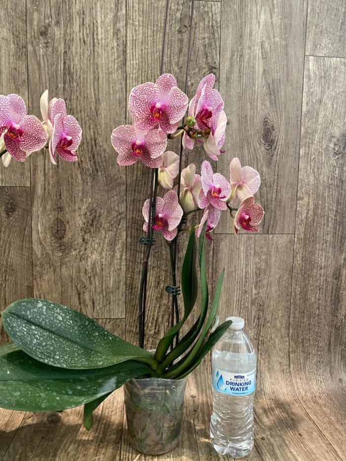Double Spike Phalaenopsis I-Hsin Seasame (4.5" pot) - Image 6