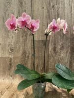 Double Spike Phalaenopsis I-Hsin Seasame (4.5" pot) - Image 7