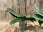 Double Spike Phalaenopsis I-Hsin Seasame (4.5" pot) - Image 8