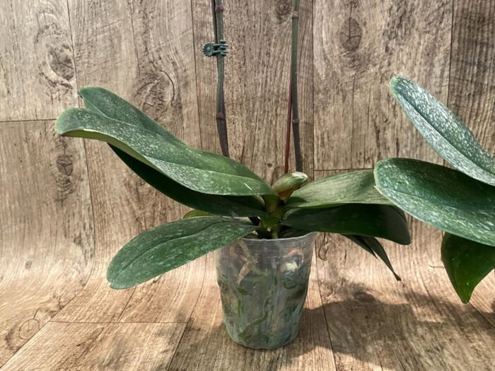 Double Spike Phalaenopsis I-Hsin Seasame (4.5" pot) - Image 8