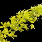 Grammatophyllum (Tiger Paw x scriptum ‘Citrinum) x scriptum ‘Citrinum’ Blooming Size (4” pot)