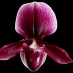 Paphiopedilum Kai Beauty x charlesworthii 'KP' (3.5” pot)