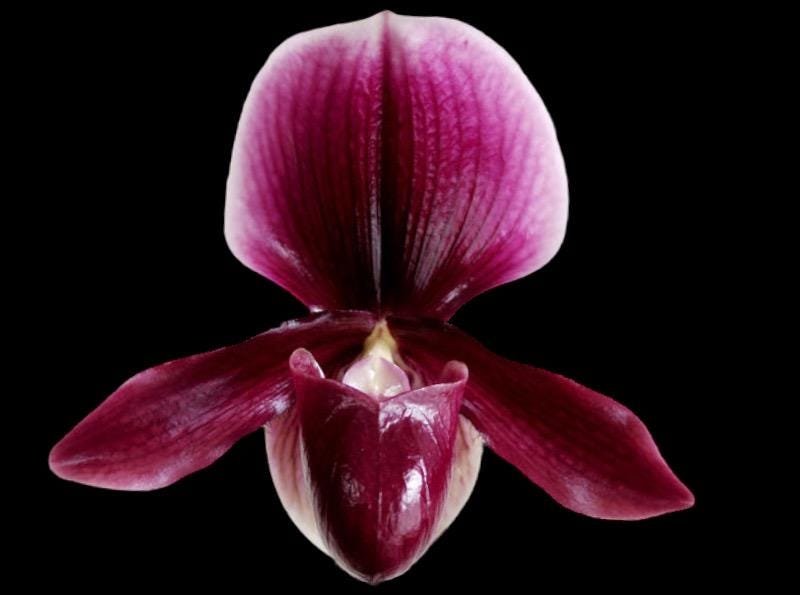 il_fullxfull.6268726825_8pds.jpg Paphiopedilum Kai Beauty x charlesworthii 'KP' (3.5” pot) - Image 1