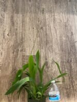 Tall Spike Fragrant - Oncidium Sharry Baby ‘Red Fantasy’ (3.5” Pot) - Image 5