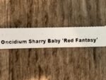 Tall Spike Fragrant - Oncidium Sharry Baby ‘Red Fantasy’ (3.5” Pot) - Image 6