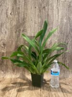 Six Spikes & Fragrant - Oncidium Sharry Baby ‘Red Fantasy’ (3.5” pot) - Image 5