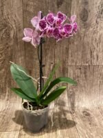 In Spike Phalaenopsis Moth Orchid (3.5” pot) - Image 4