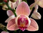 Double Spikes Phalaenopsis Dtps I-Hsin Confetio ‘Peloric’ (3.5" pot)