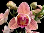 Double Spikes Phalaenopsis Dtps I-Hsin Confetio ‘Peloric’ (3.5" pot) - Image 2