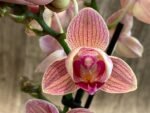 Double Spikes Phalaenopsis Dtps I-Hsin Confetio ‘Peloric’ (3.5" pot) - Image 4