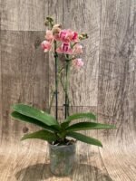 Double Spikes Phalaenopsis Dtps I-Hsin Confetio ‘Peloric’ (3.5" pot) - Image 7