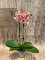 Double Spikes Phalaenopsis Dtps I-Hsin Confetio ‘Peloric’ (3.5" pot) - Image 8
