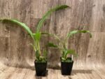 Lycaste cruenta x virginalis (3.5” pot) - Image 2